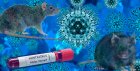 Should we be worried about this hantavirus? Here’s what Black health experts are saying