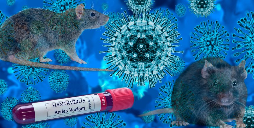 Should we be worried about this hantavirus? Here’s what Black health experts are saying