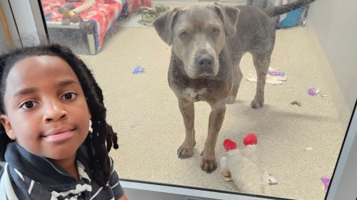 11-year-old boy spends 100 hours reading to shelter dogs to help them find forever homes