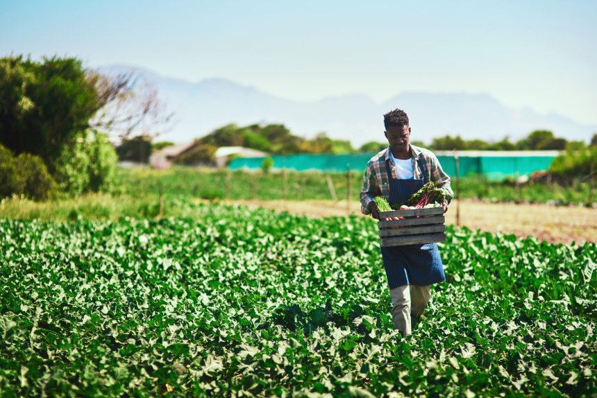 As food recalls raise concerns, Black farmers offer communities a path to fresh, local produce