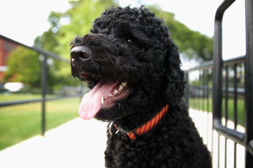 Barack Obama announces death of beloved family dog Sunny